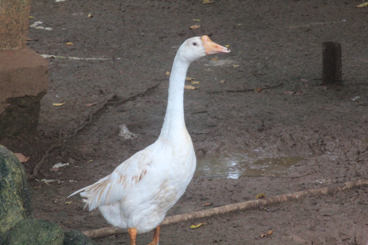 Chinese goose (Anser cygnoides domesticus)