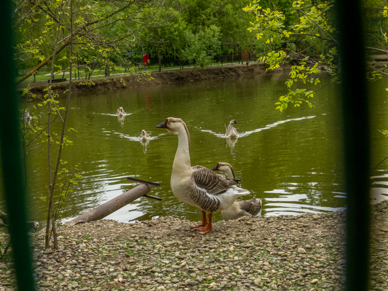 Chinese goose (Anser cygnoides f. cdomesticus)