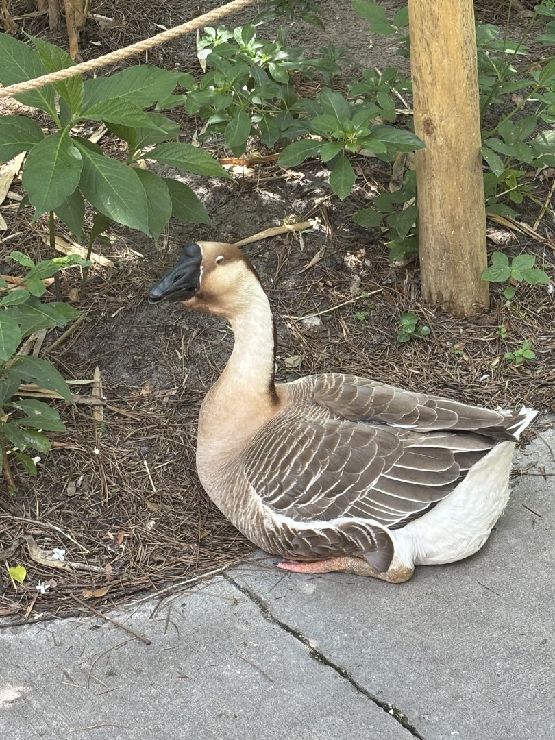Chinese Goose (Domestic)