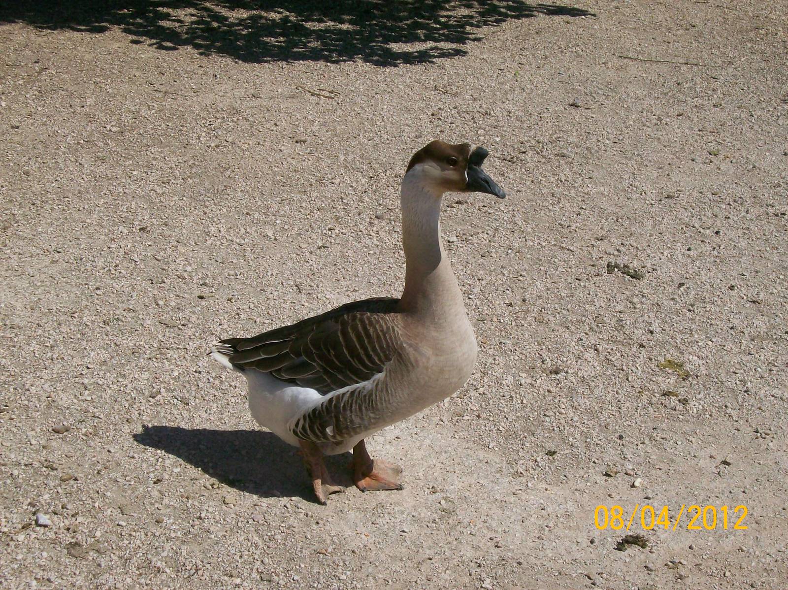 Chinese goose (domesticated form)