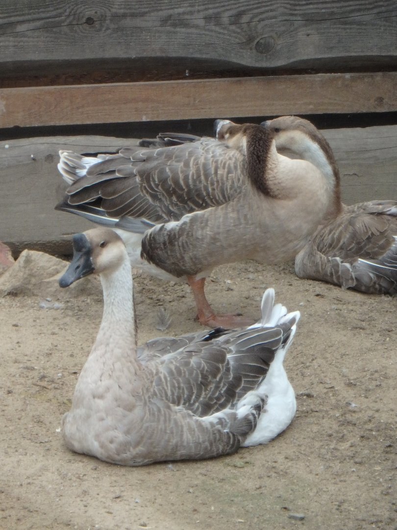 Chinese goose