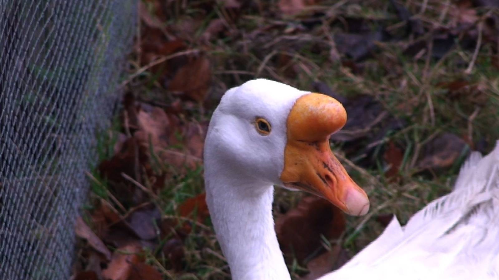 Chinese goose