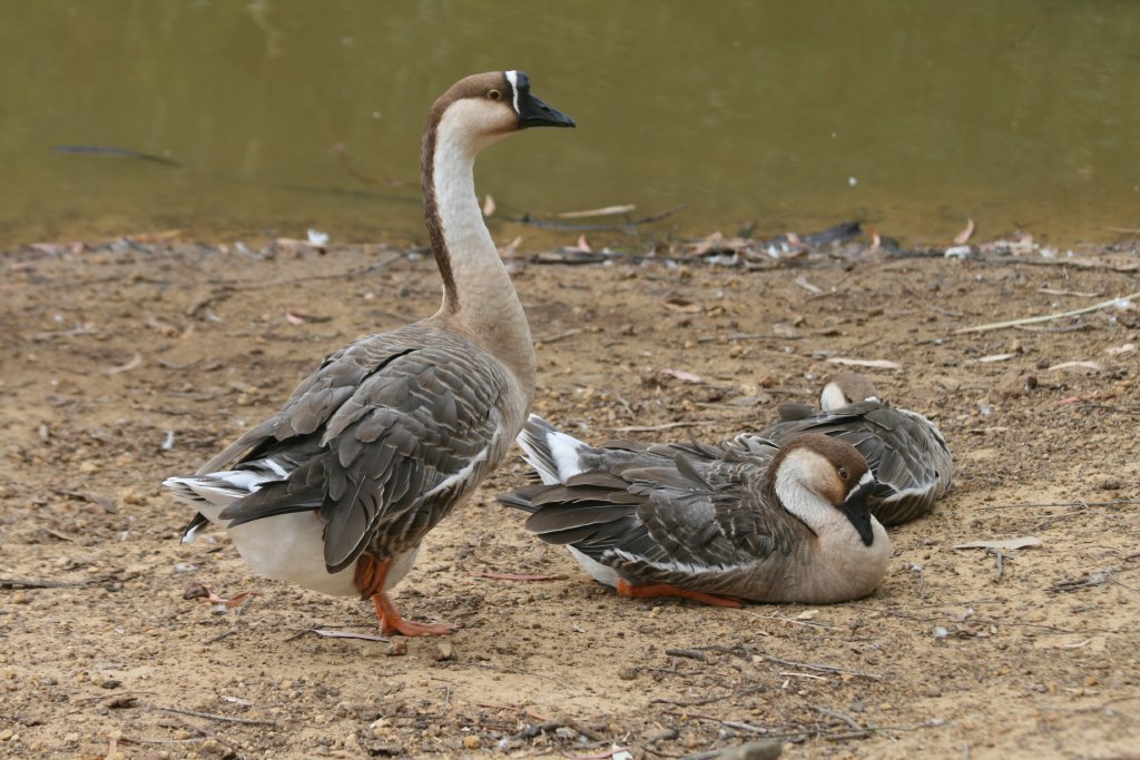 Chinese Goose
