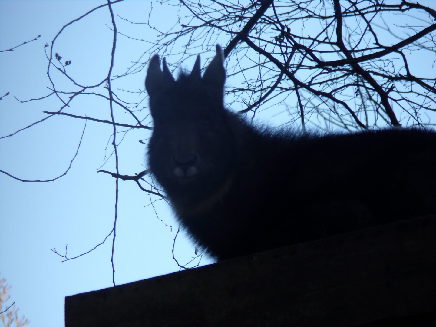 Chinese goral 1.1.24