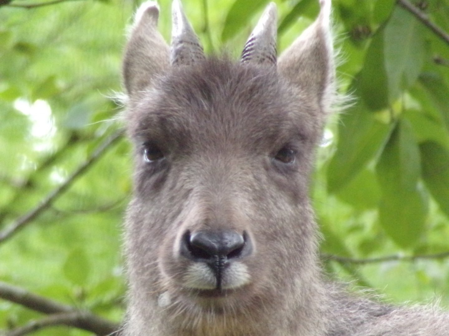 Chinese goral 14.8.23