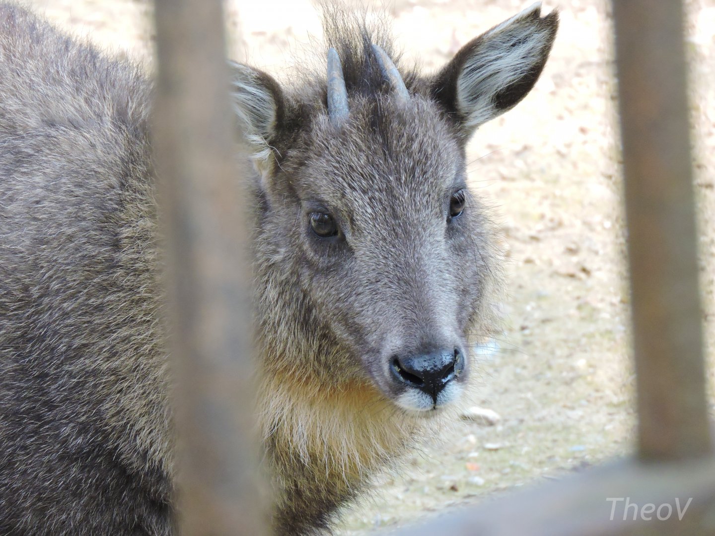Chinese goral [2017]