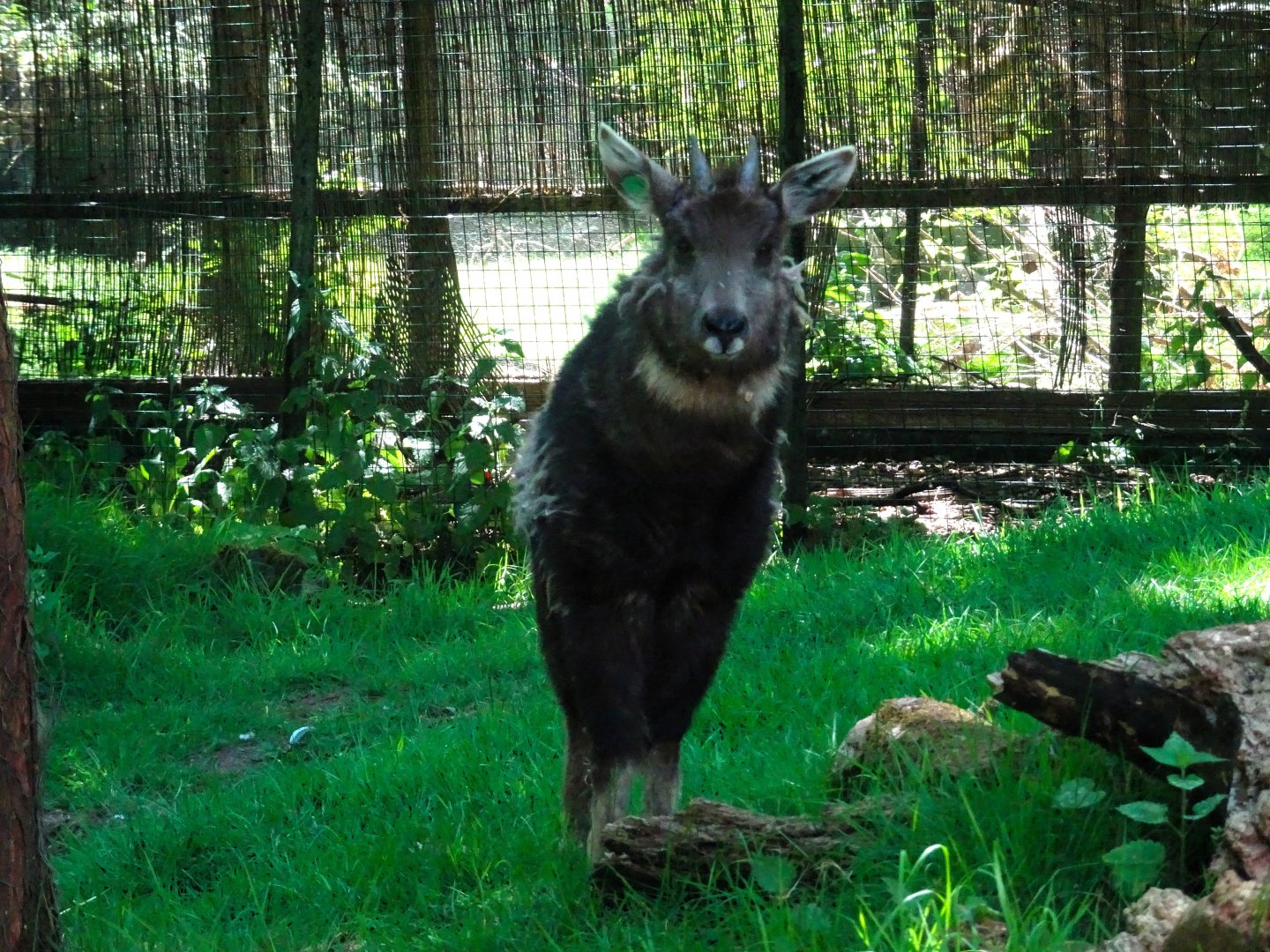 Chinese goral       21 May 2025