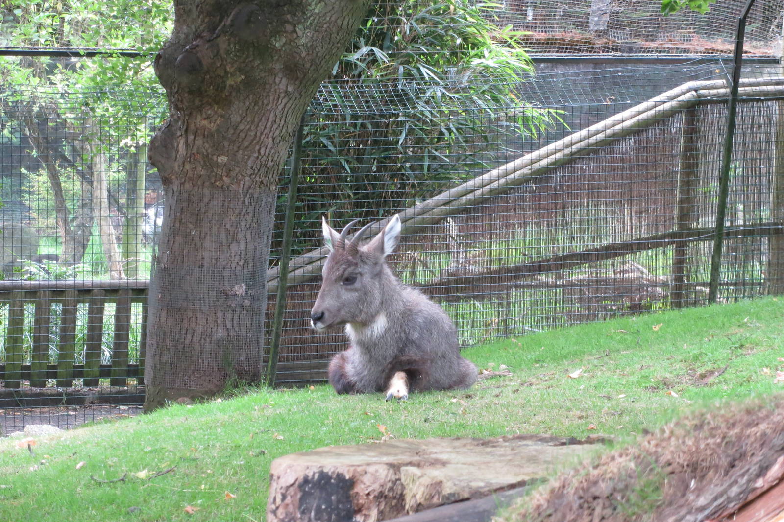 Chinese Goral 240815