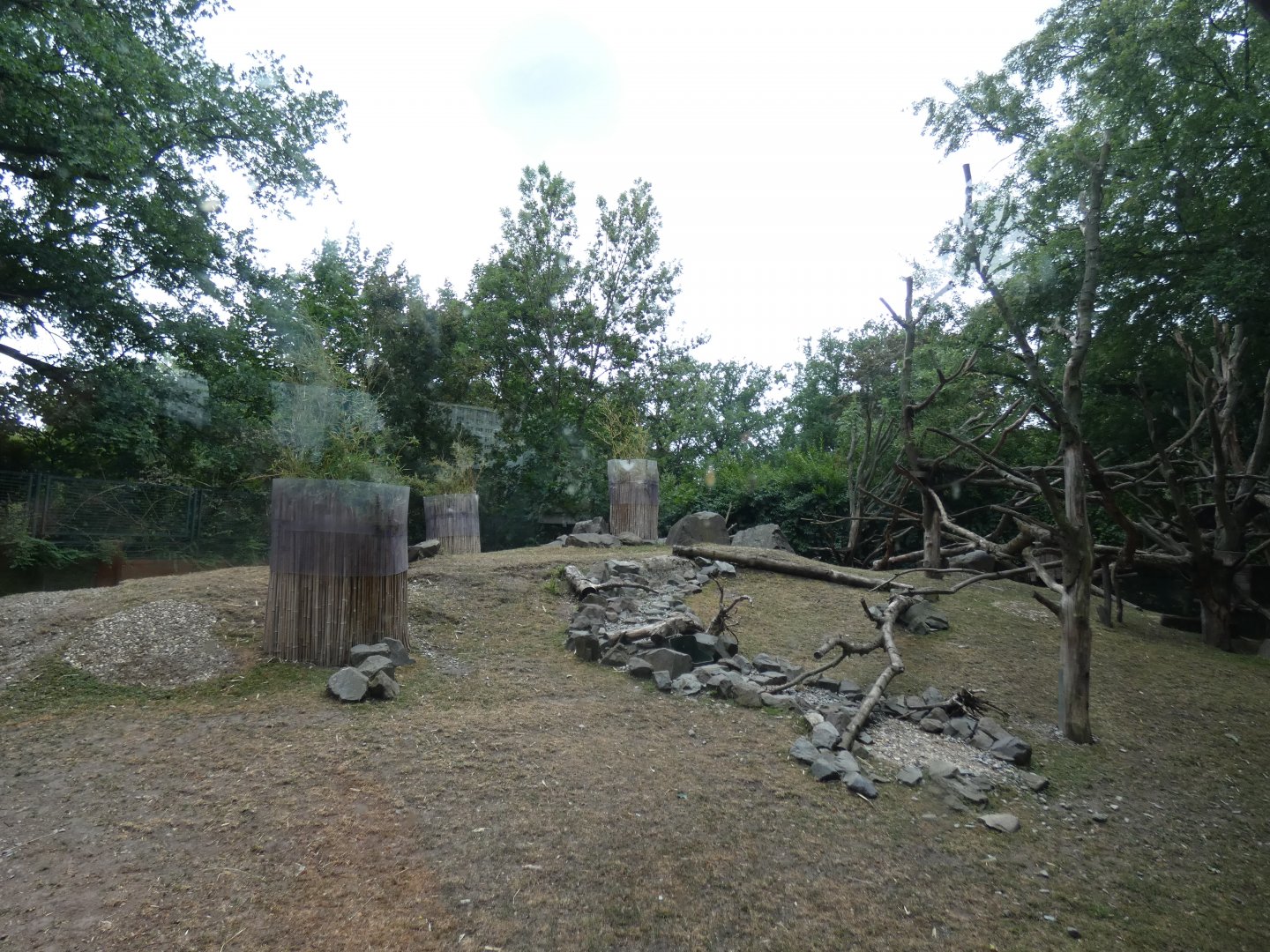 Chinese Goral and Red Panda mixed enclosure