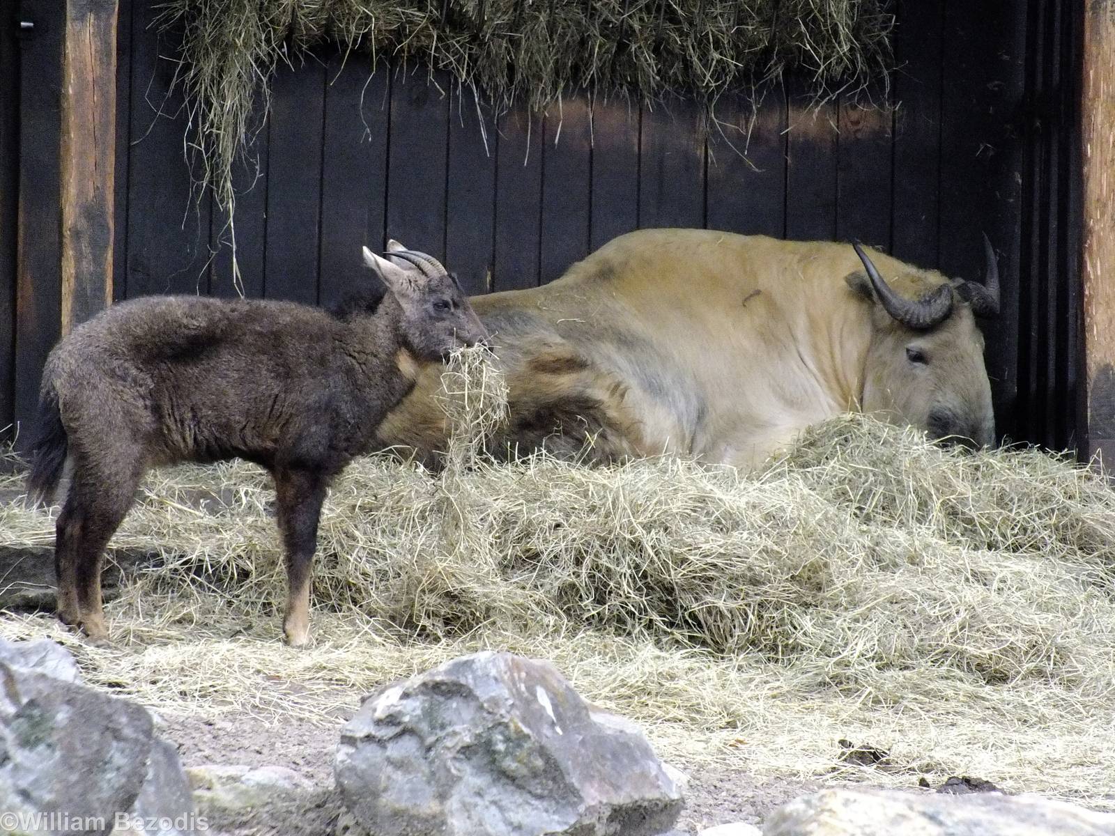 Chinese Goral and Sichuan Takin