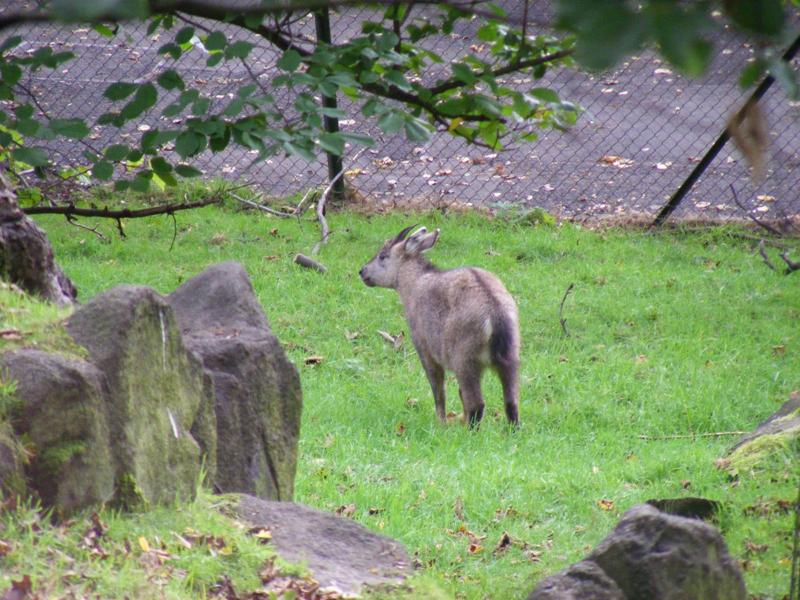Chinese goral at Edinburgh Zoo, 2 October 2010