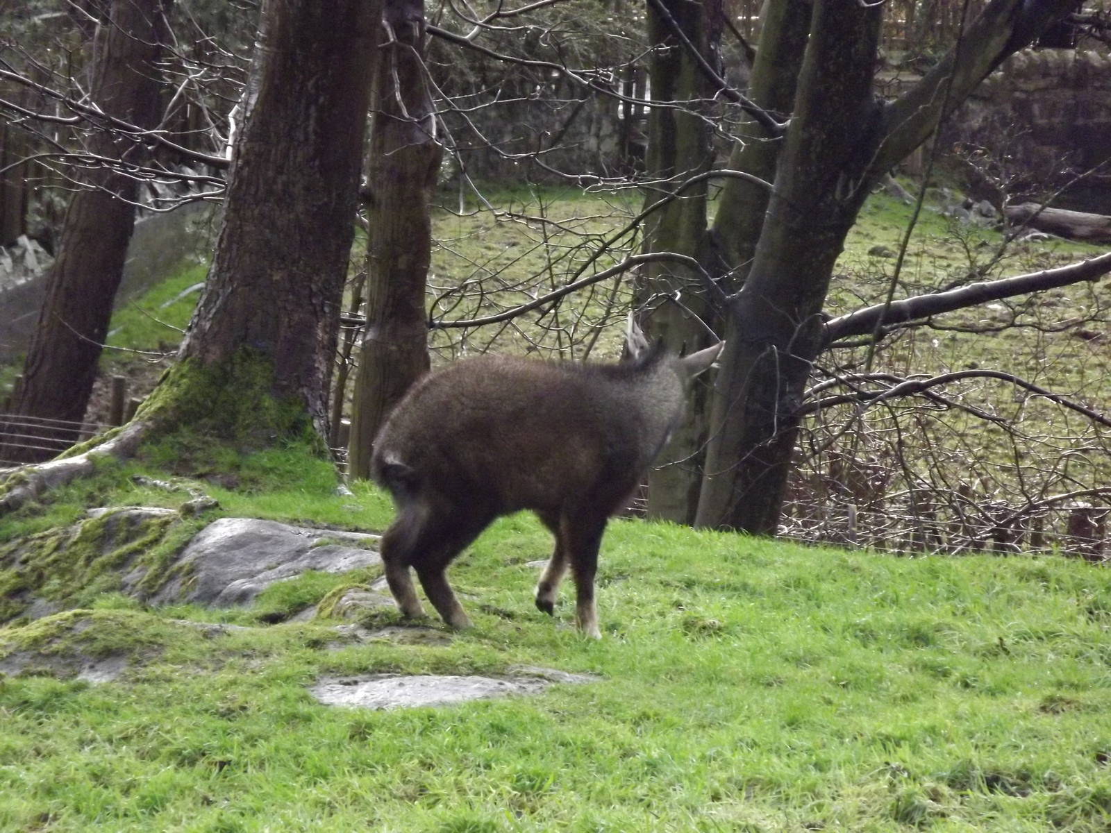 Chinese goral at Edinburgh Zoo 28/12/11
