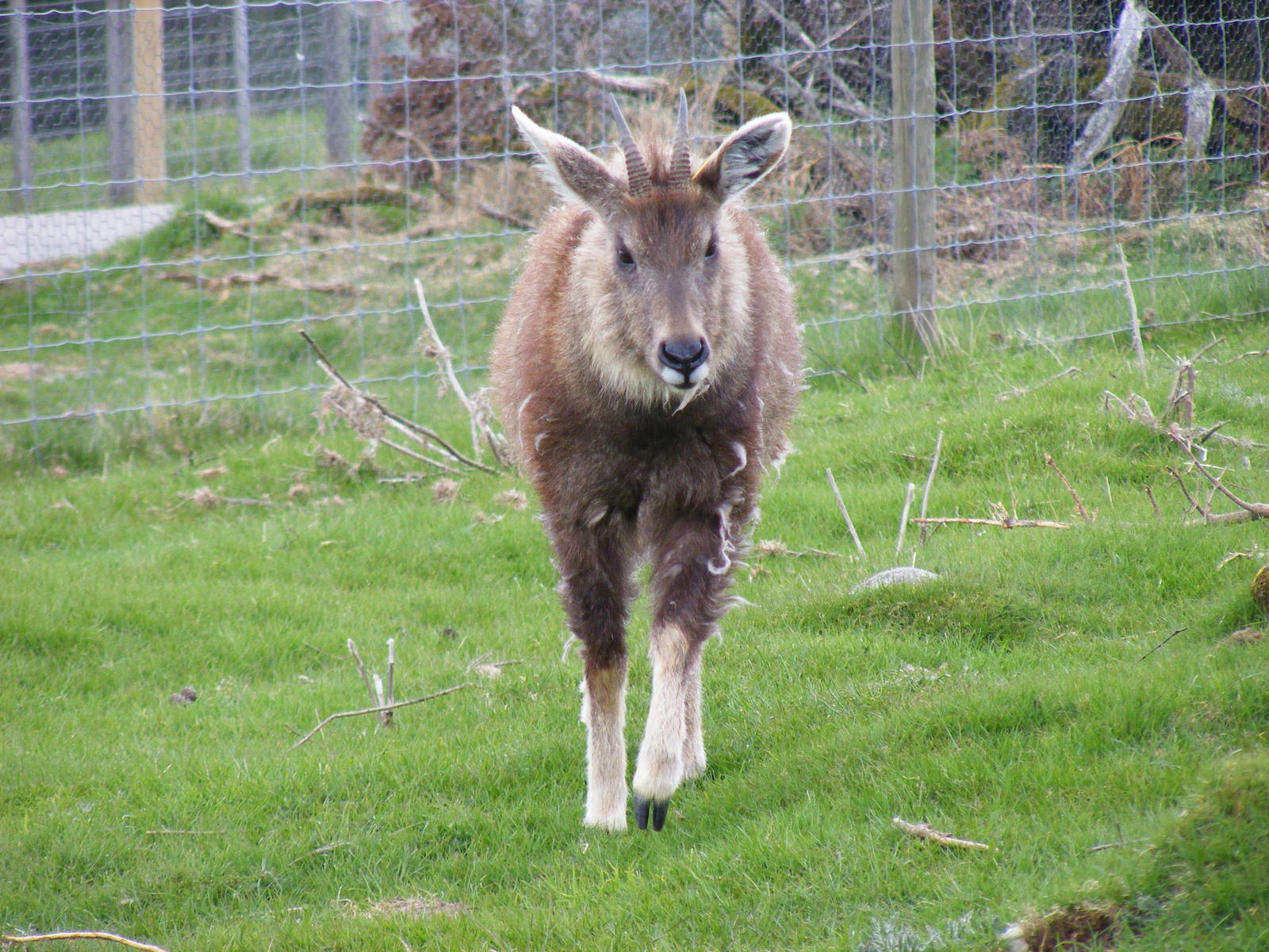 Chinese goral at Highland Wildlife Park, 17 May 2010