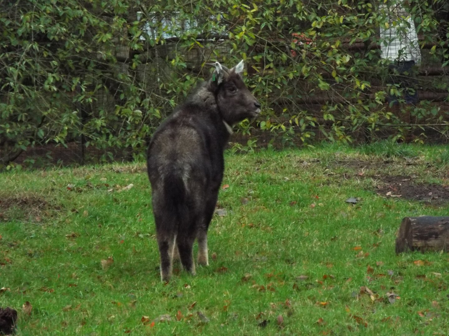 Chinese Goral, Edinburgh Zoo
