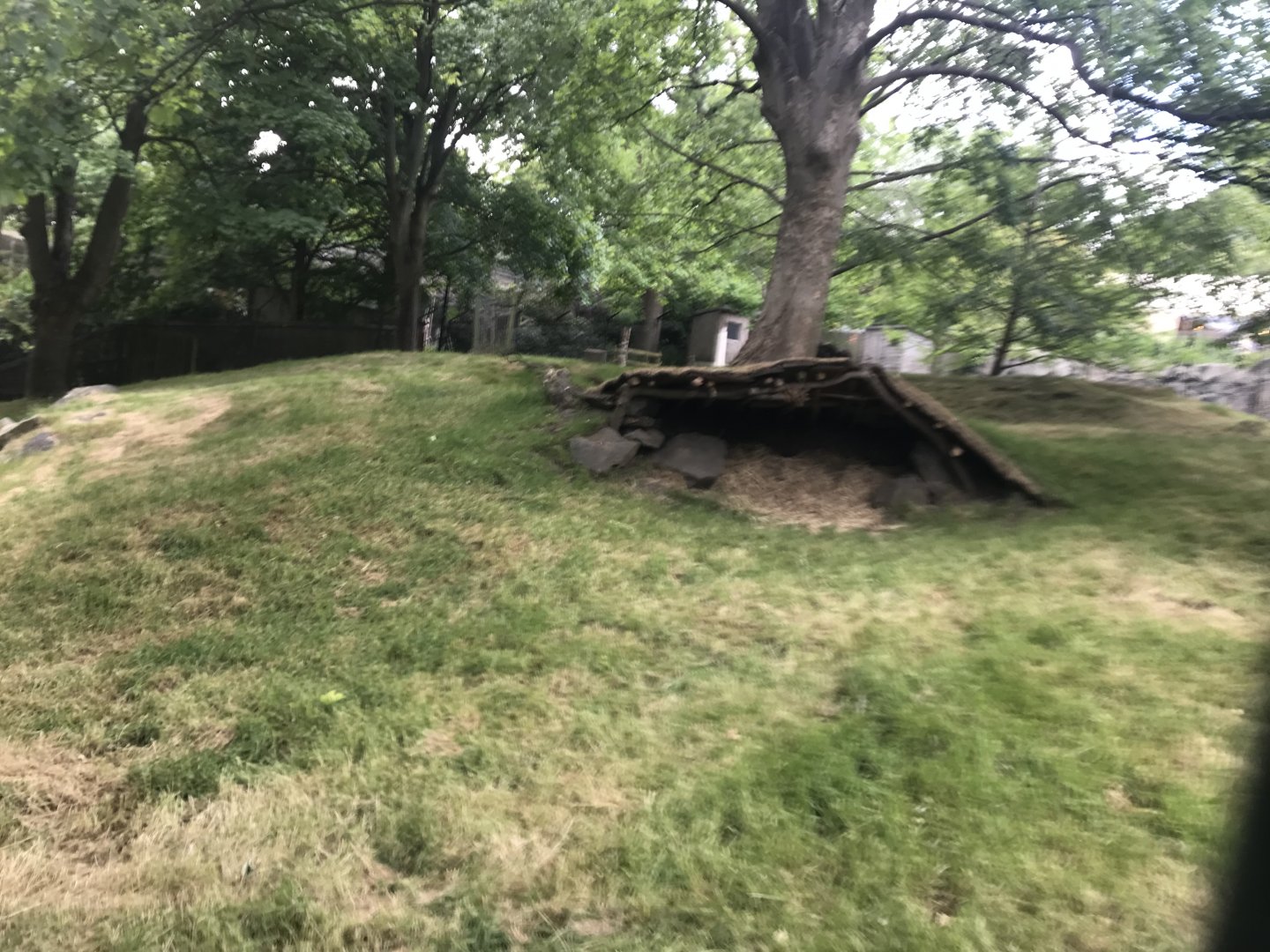 Chinese goral enclosure (2)