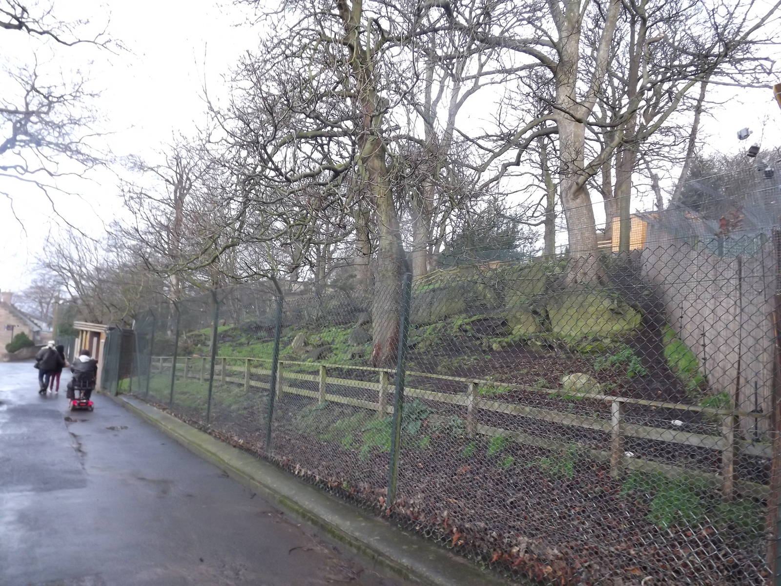 Chinese goral enclosure at Edinburgh Zoo 28/12/11