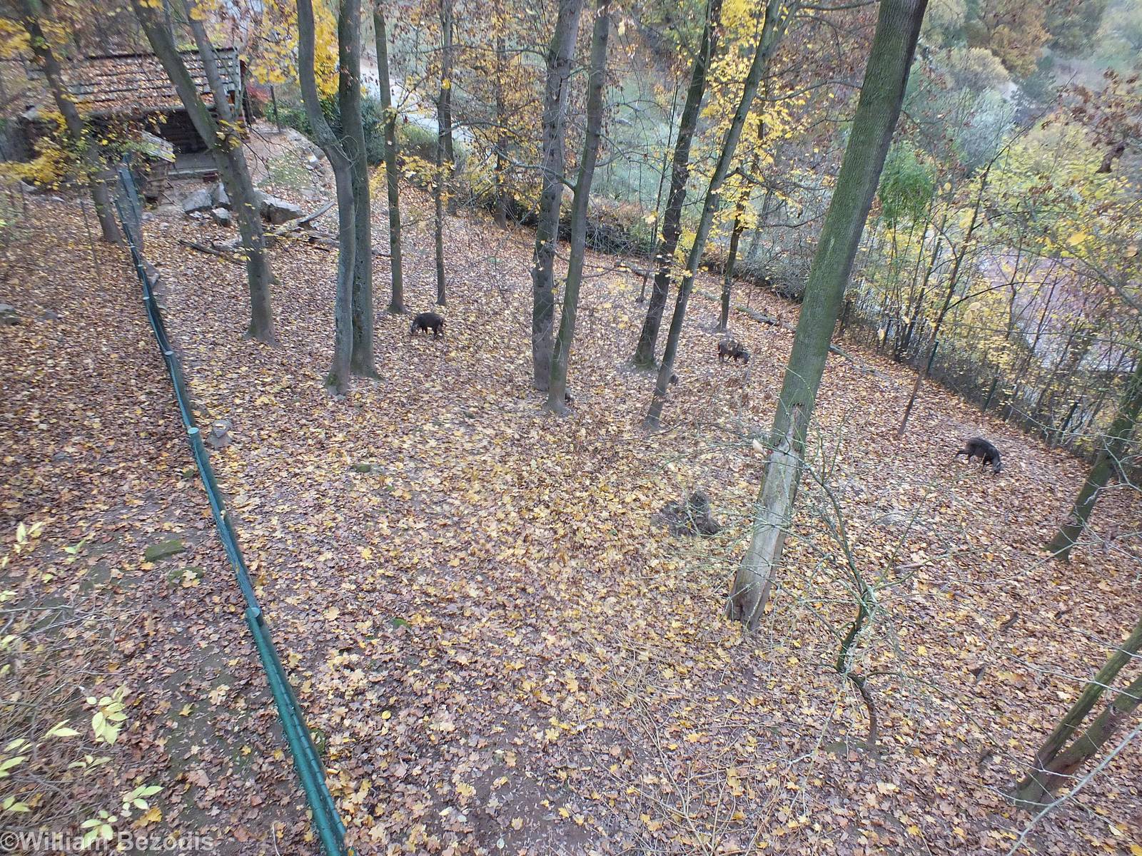 Chinese Goral Enclosure