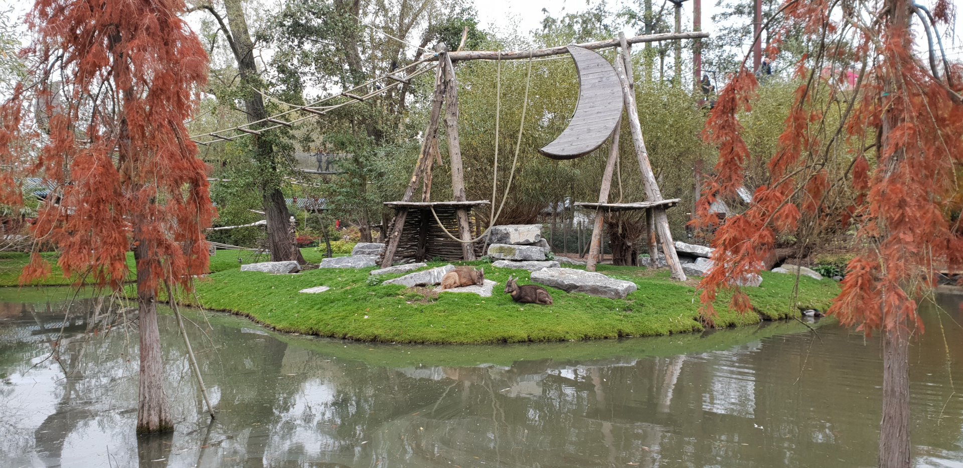 Chinese goral enclosure