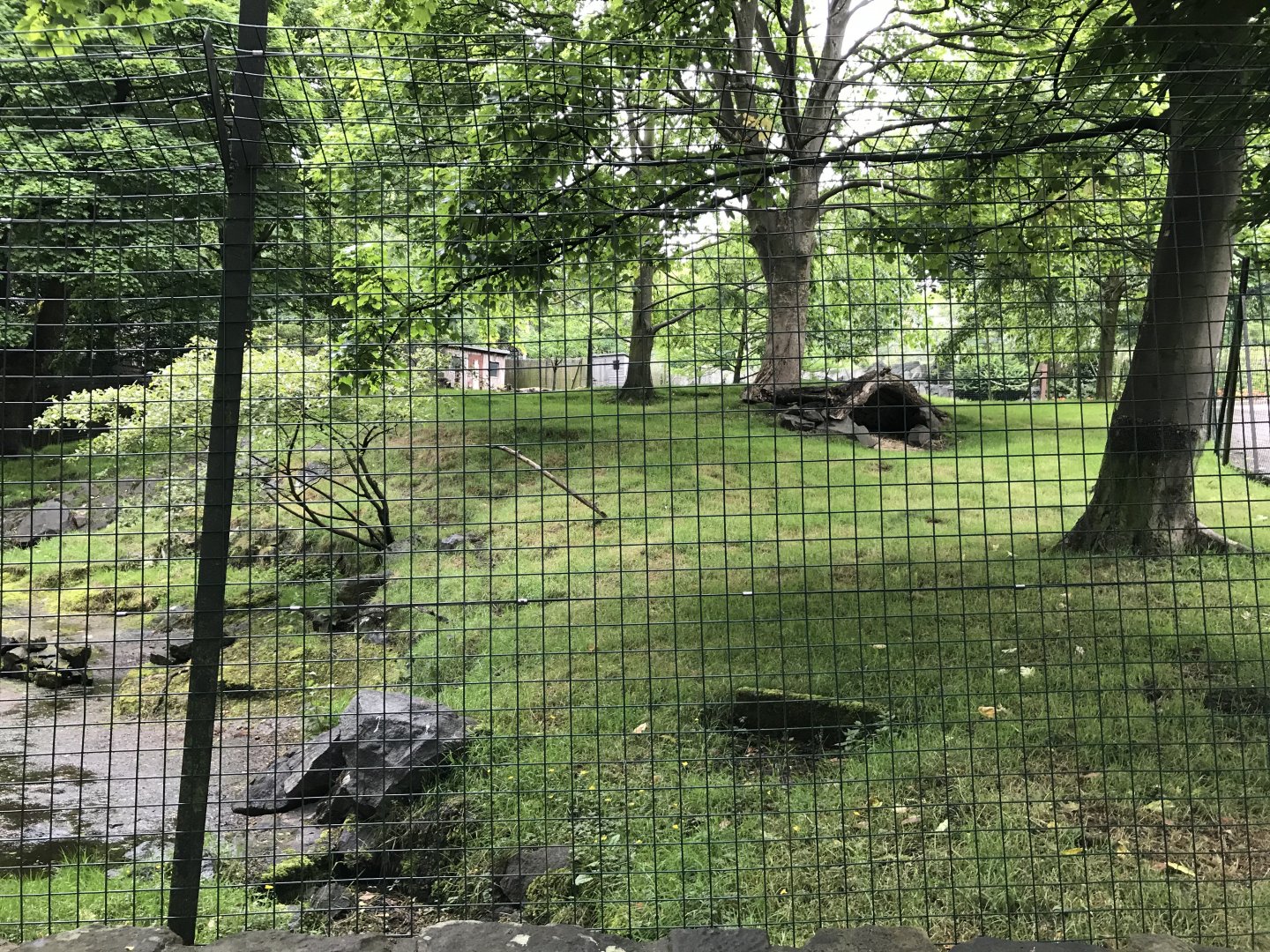 Chinese goral enclosure