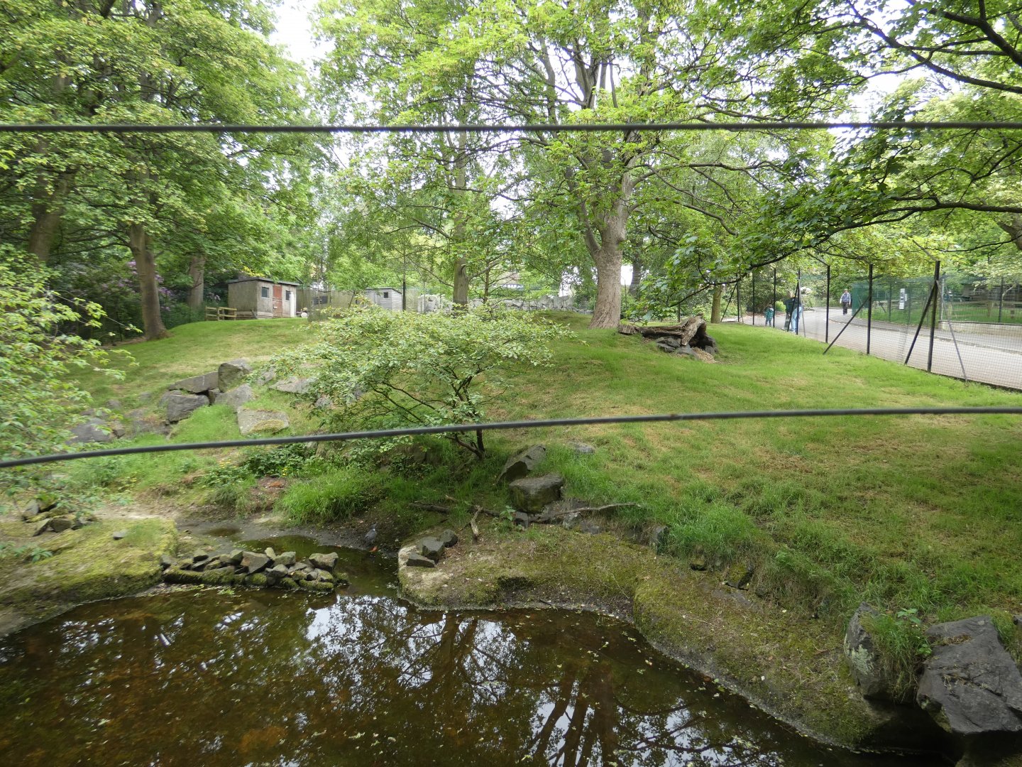 Chinese goral enclosure