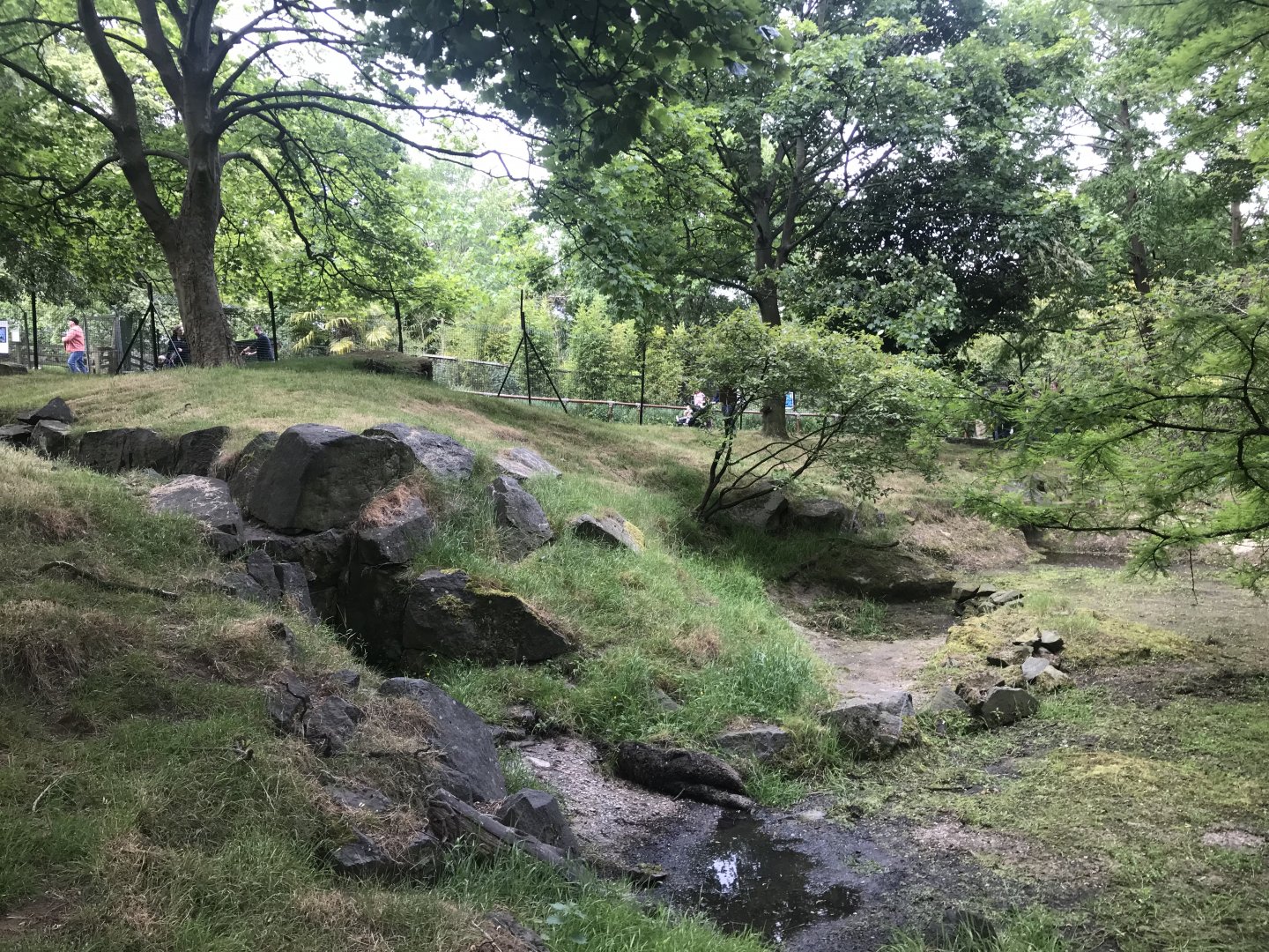 Chinese goral enclosure