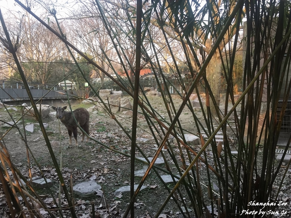 Chinese goral exhibit 1