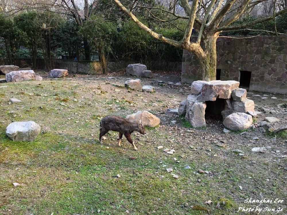 Chinese goral exhibit 2