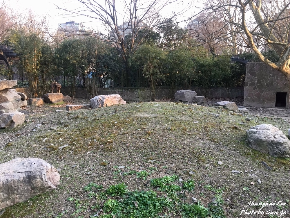 Chinese goral exhibit 3