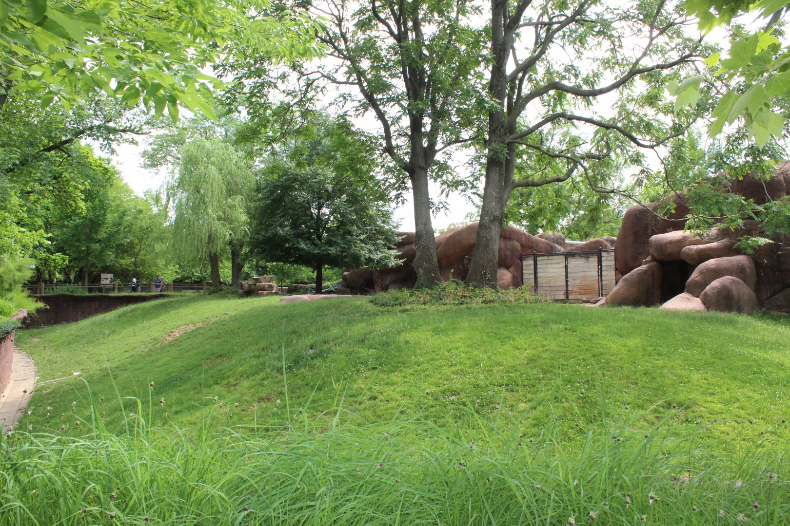 Chinese Goral Exhibit - Red Rocks