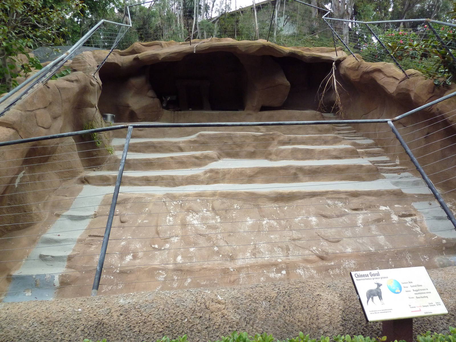 Chinese Goral Exhibit