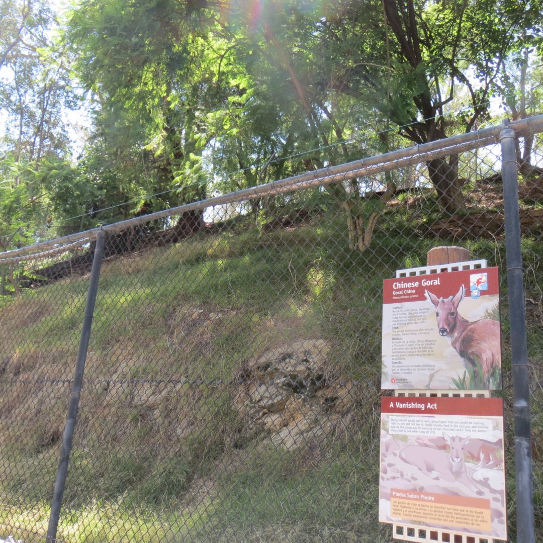 Chinese Goral Exhibit