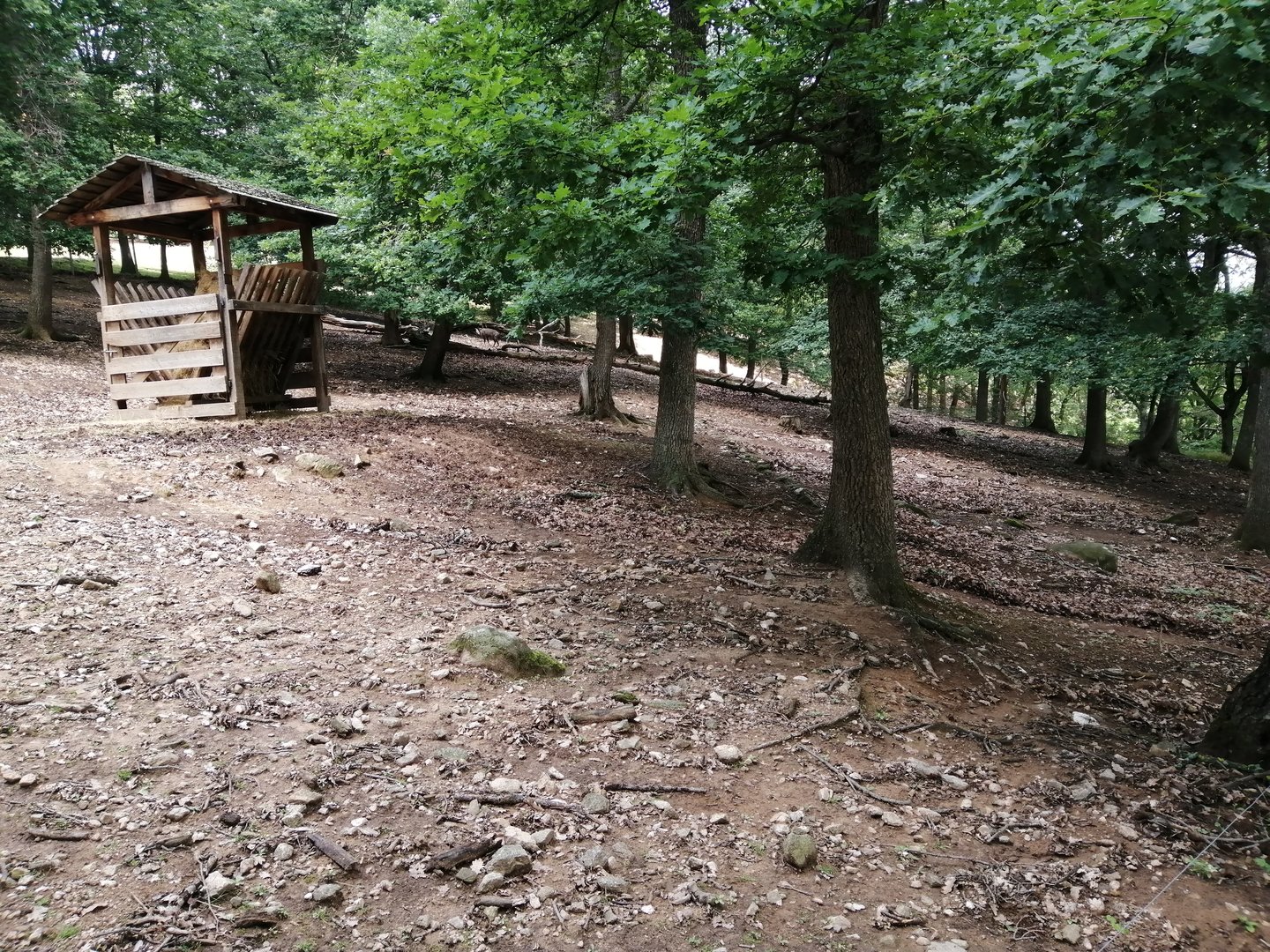 Chinese goral exhibit