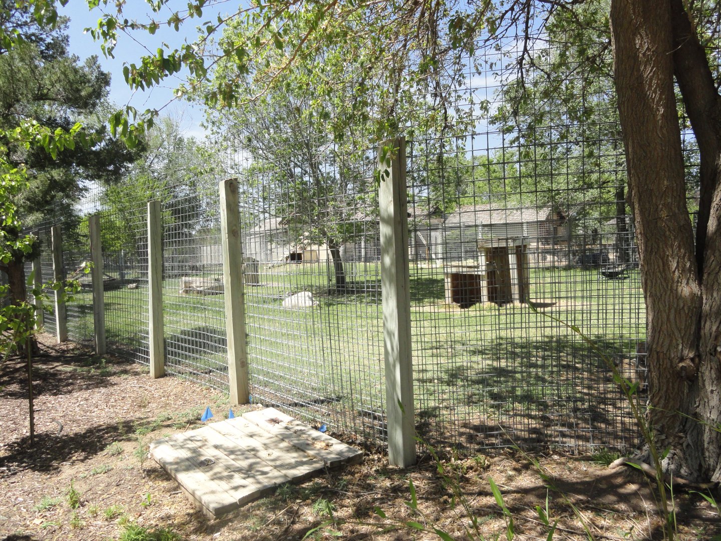 Chinese Goral, Hooded Crane Exhibit