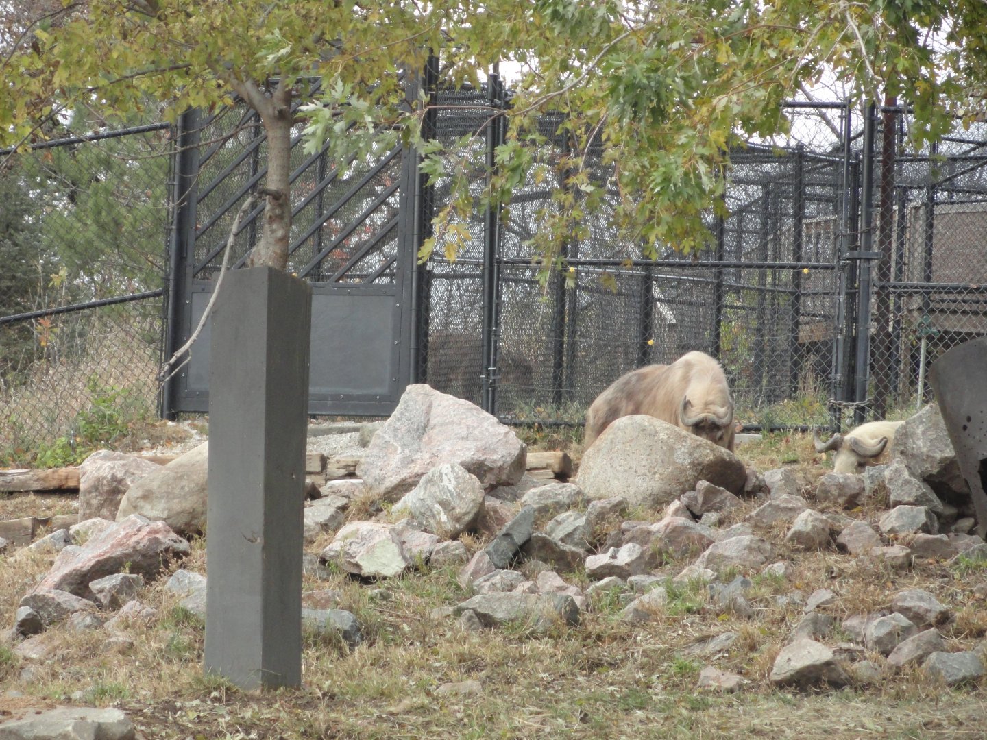 Chinese Goral in Offshow Pathway