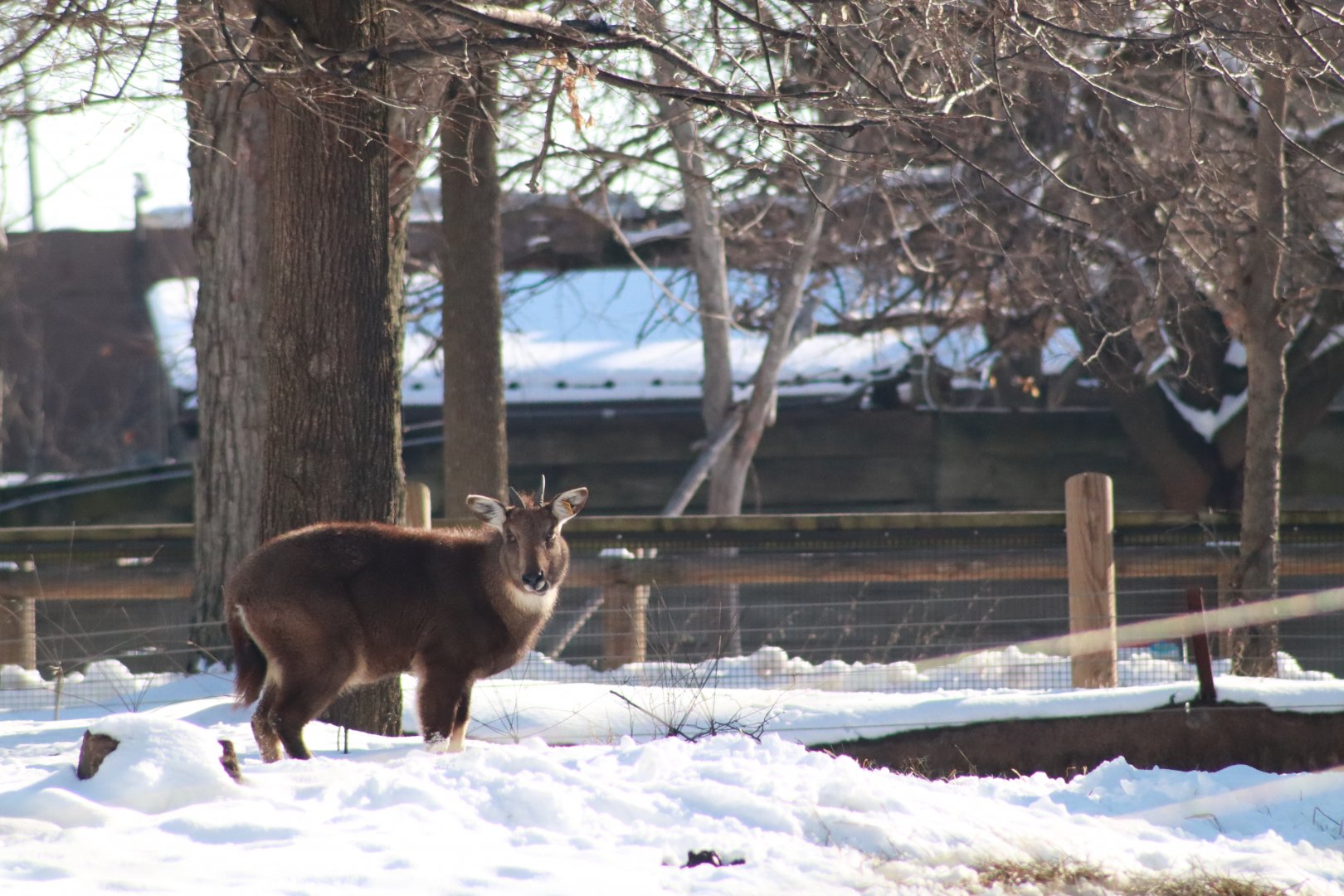 Chinese Goral- January 2025