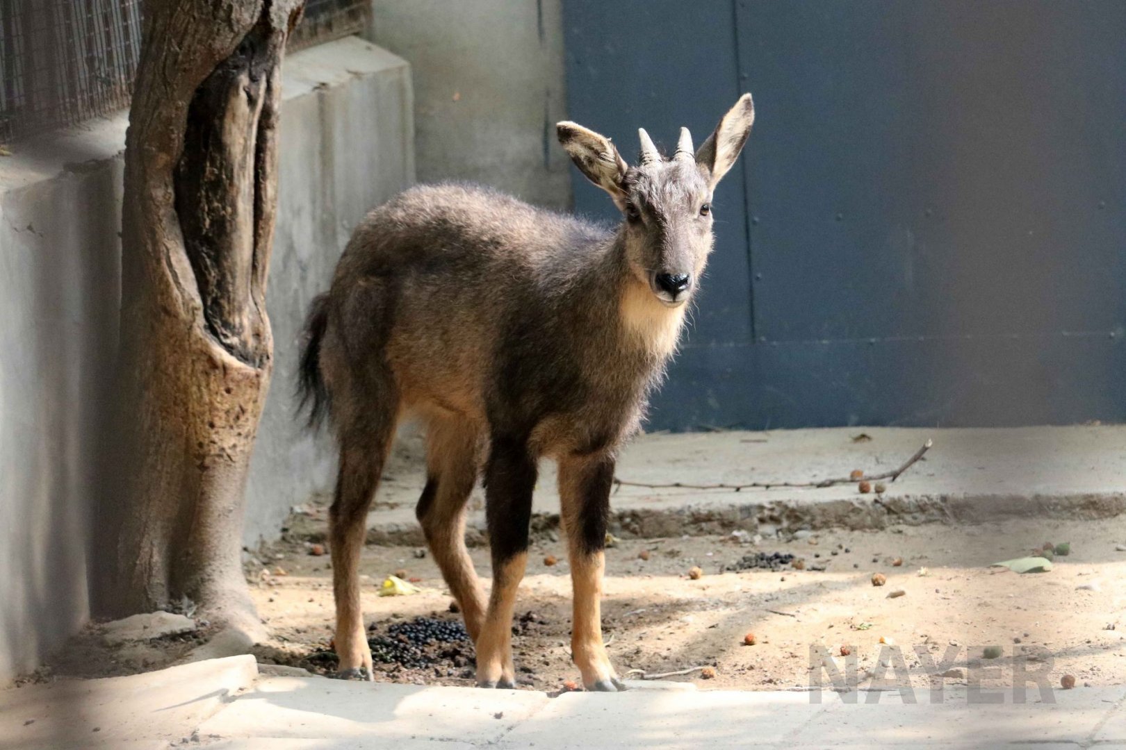 Chinese goral, July 2016