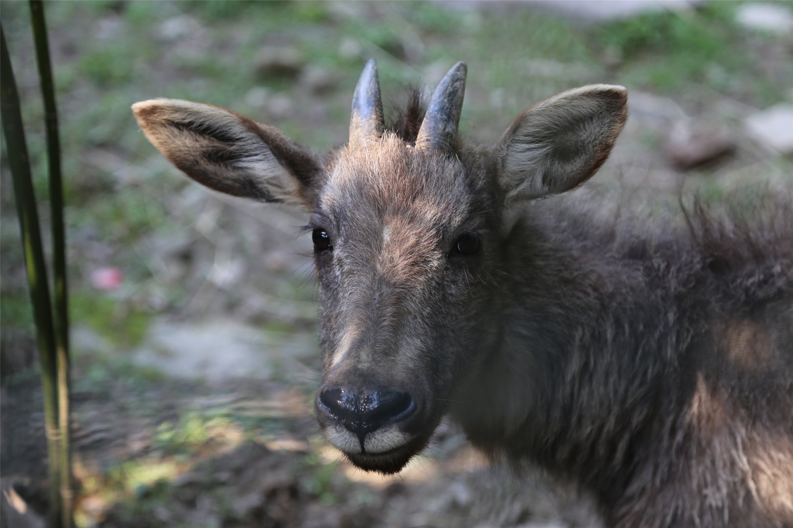 Chinese Goral, June 2015