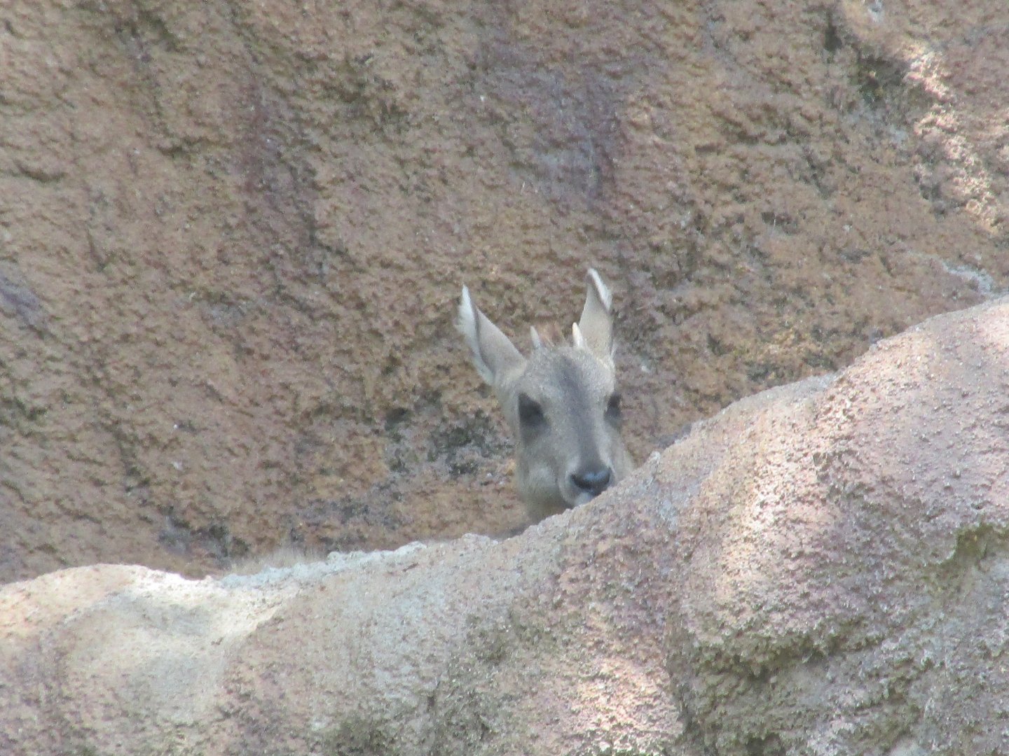 Chinese goral Los Angeles zoo 2017