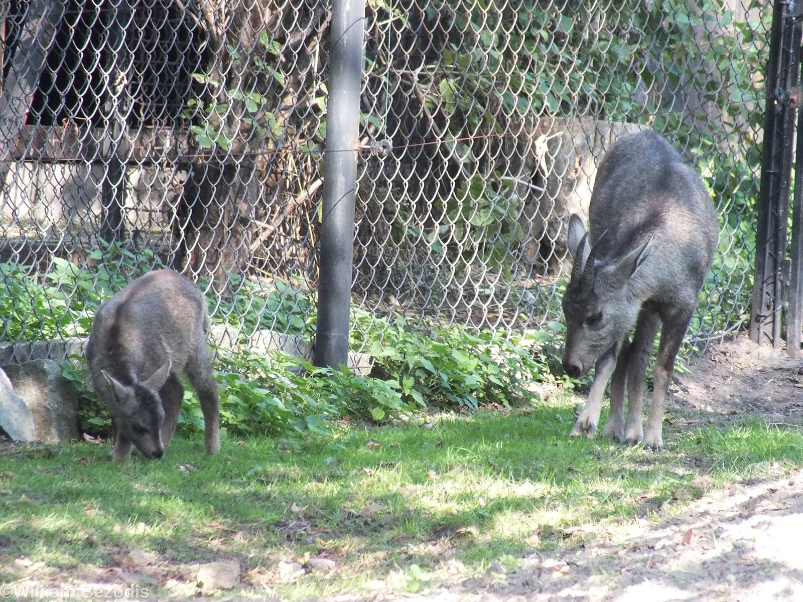 Chinese Goral Mother with Young