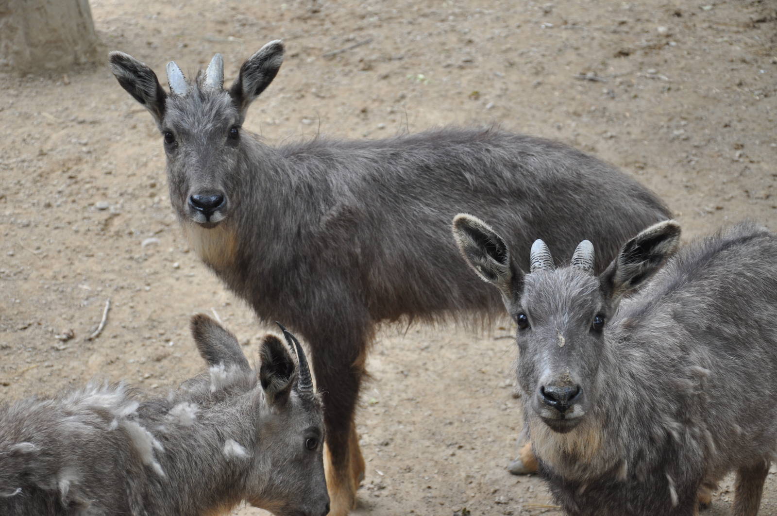 Chinese goral/ Naemorhedus griseus arnouxianus