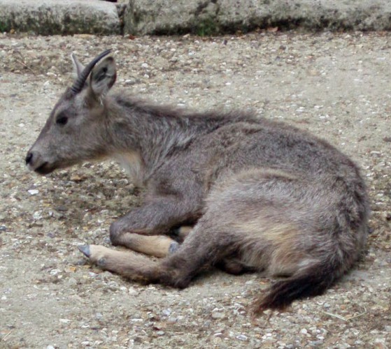 Chinese Goral (Naemorhedus griseus ssp. arnouxianus)