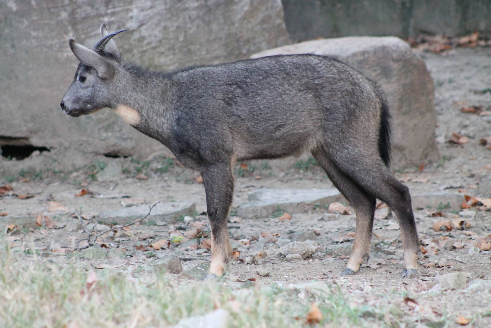 Chinese goral (Naemorhedus griseus)