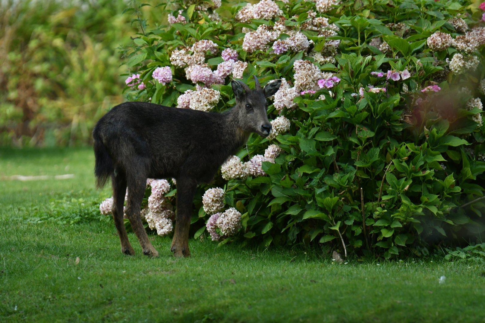 Chinese goral (Naemorhedus griseus)