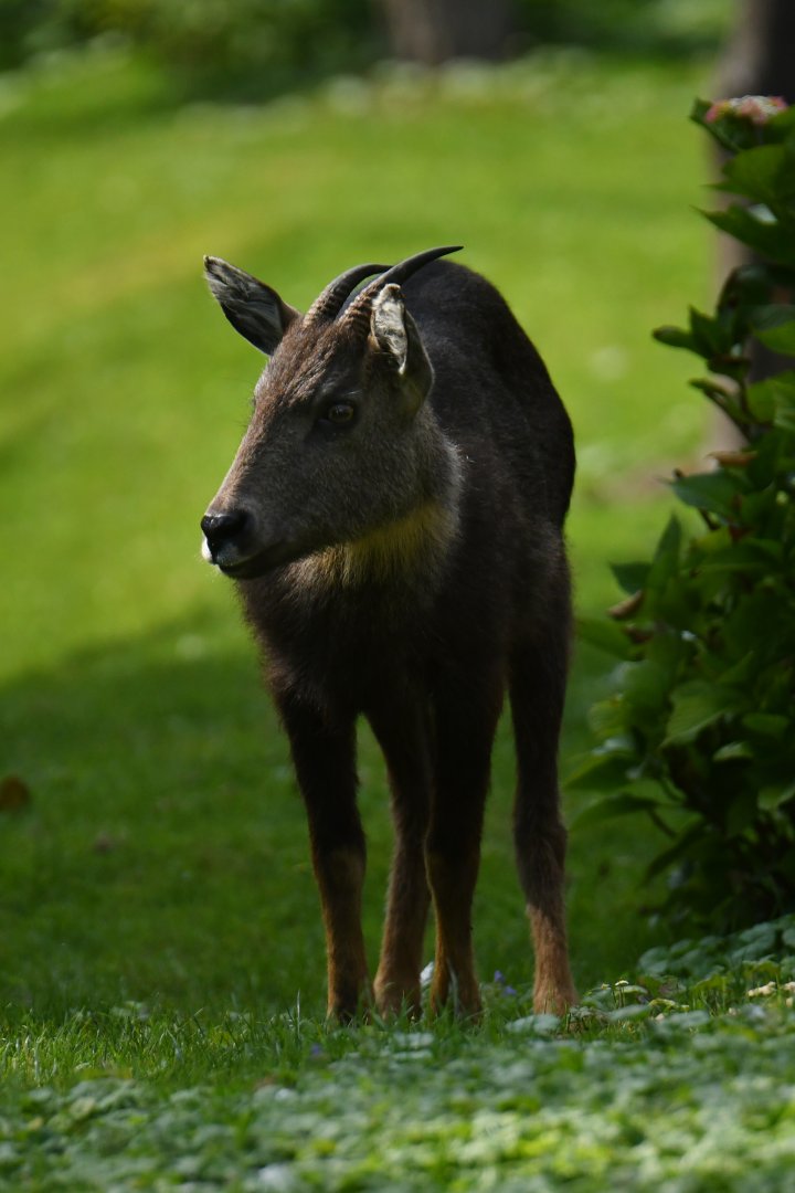 Chinese goral (Naemorhedus griseus)