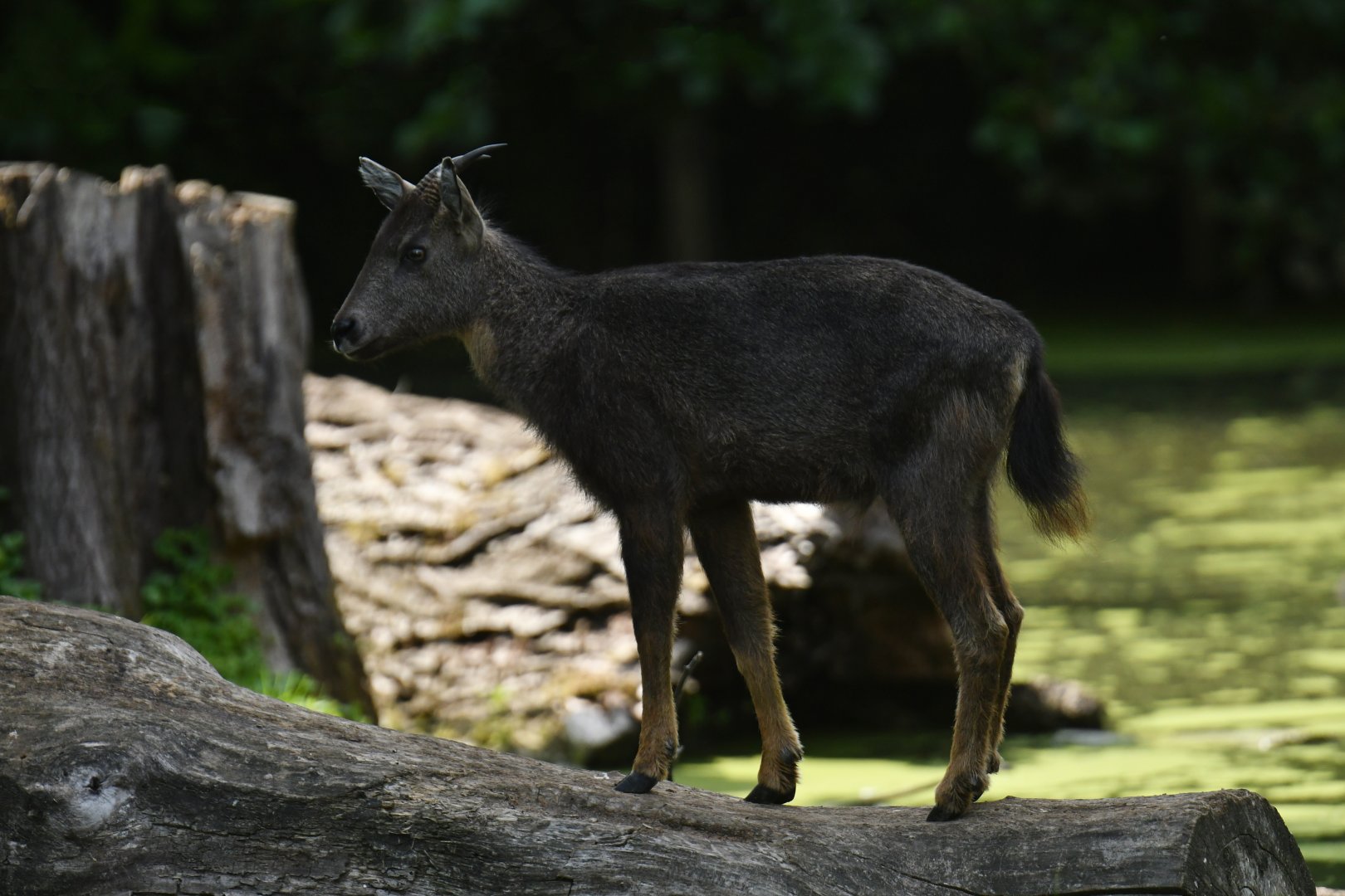 Chinese goral (Naemorhedus griseus)