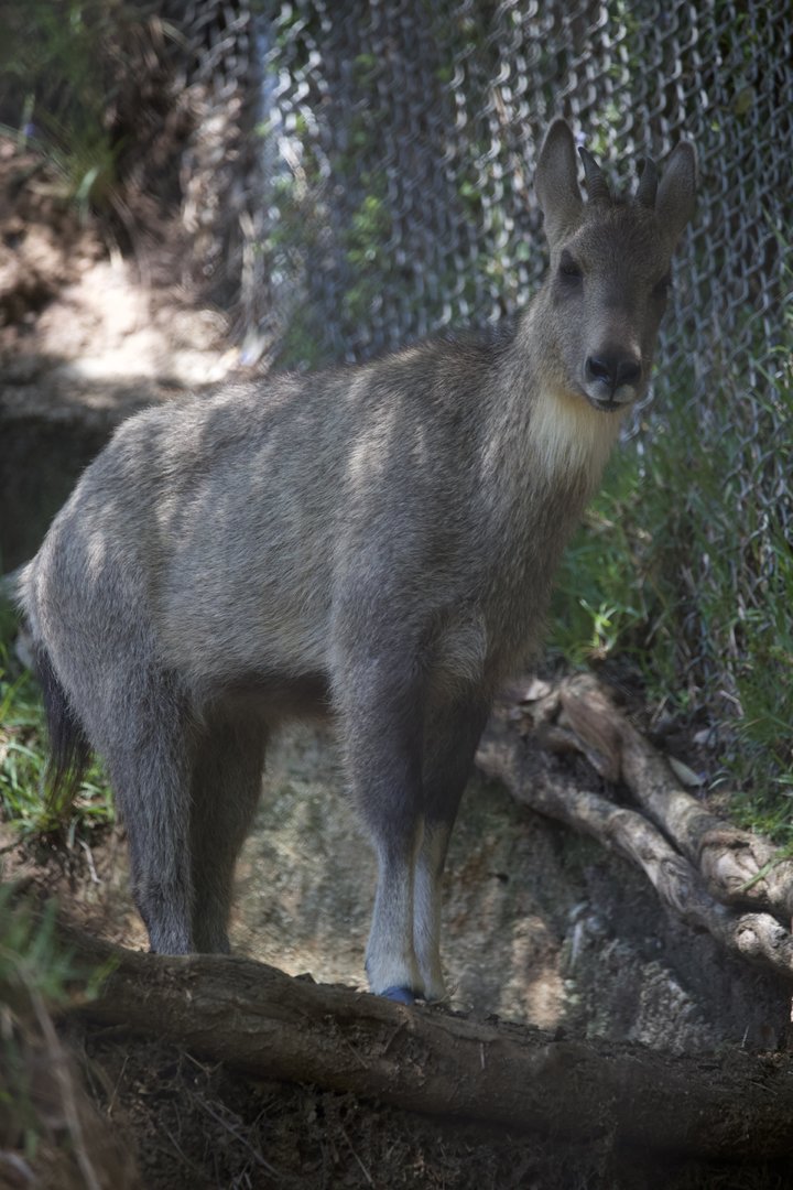 Chinese goral/ Naemorhedus griseus