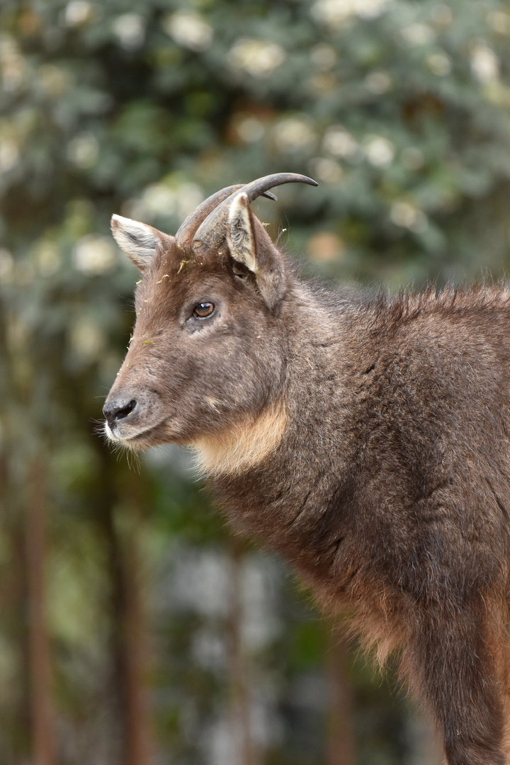 Chinese goral (Naemorhedus griseus)
