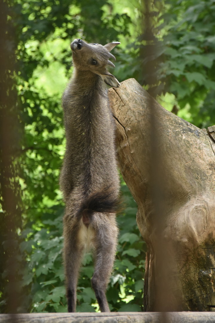 Chinese goral (Naemorhedus griseus)
