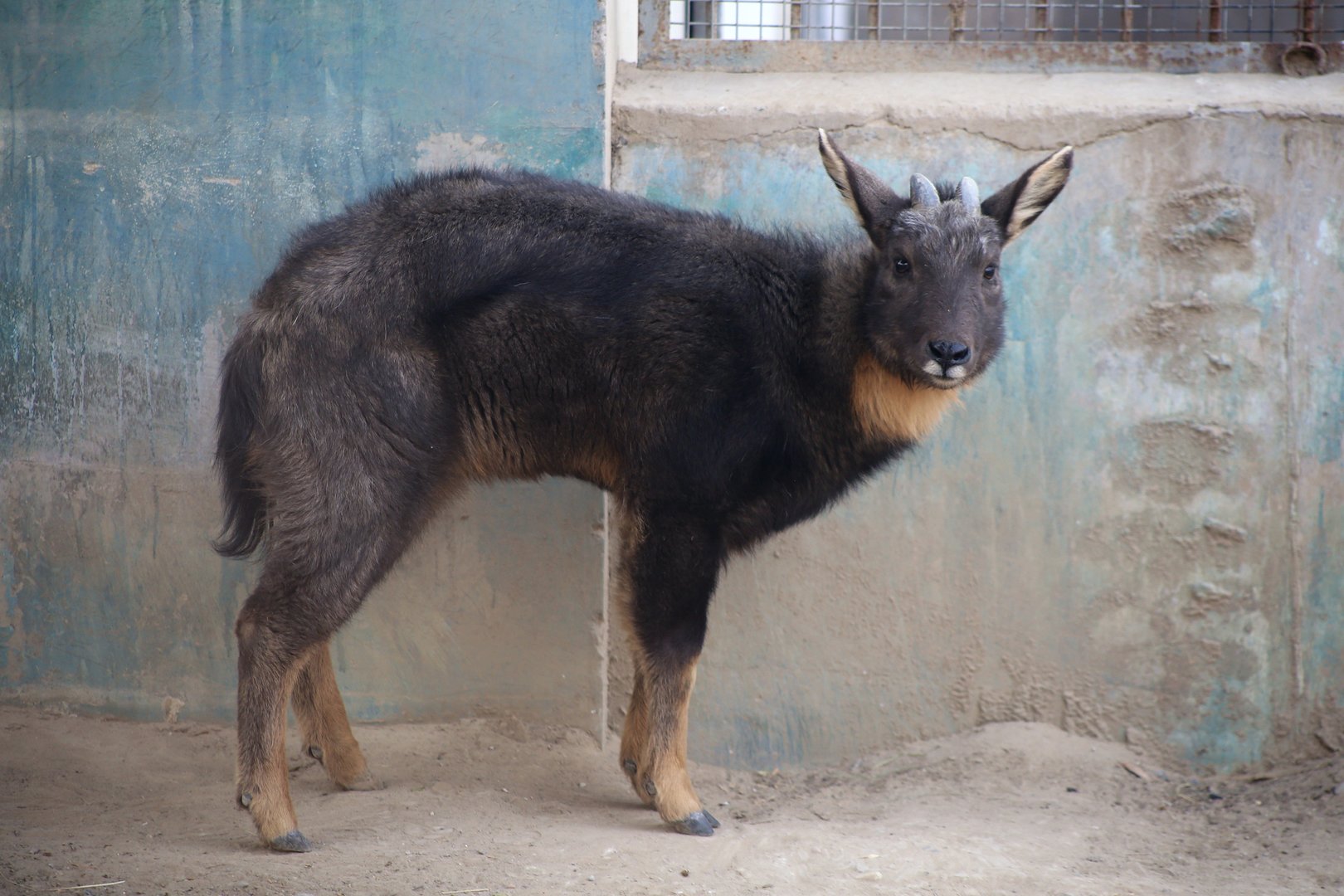 Chinese Goral (Naemorhedus griseus)