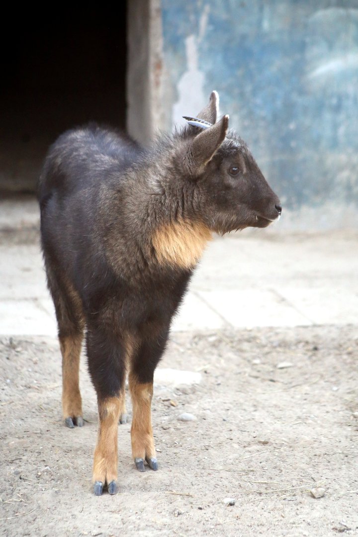 Chinese Goral (Naemorhedus griseus)